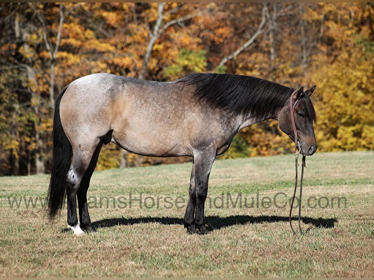 American Quarter Horse Gelding 8 years 15,1 hh Roan-Blue in Mount Vernon