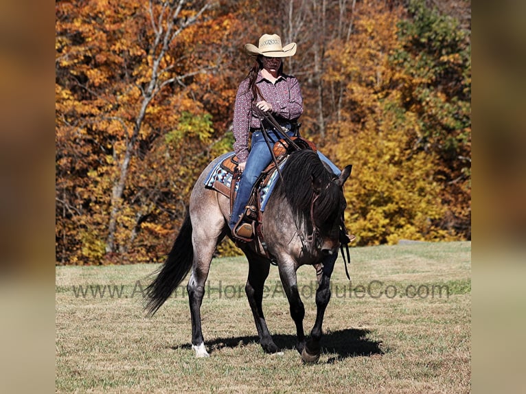 American Quarter Horse Gelding 8 years 15,1 hh Roan-Blue in Mount Vernon