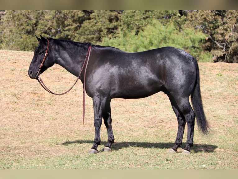 American Quarter Horse Gelding 8 years 15,1 hh Roan-Blue in Cleburne, TX