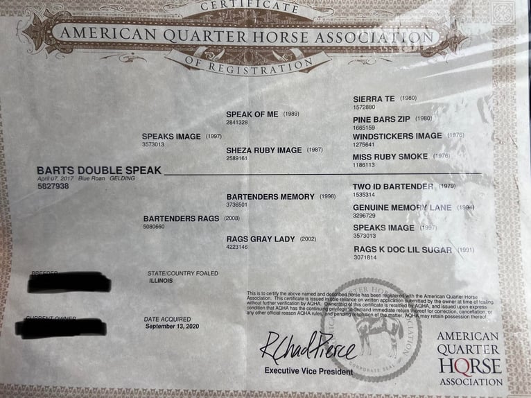 American Quarter Horse Gelding 8 years 15,1 hh Roan-Blue in Lewistown IL