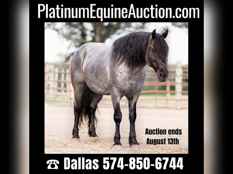 American Quarter Horse Gelding 8 years 15,1 hh Roan-Blue in North Judson IN