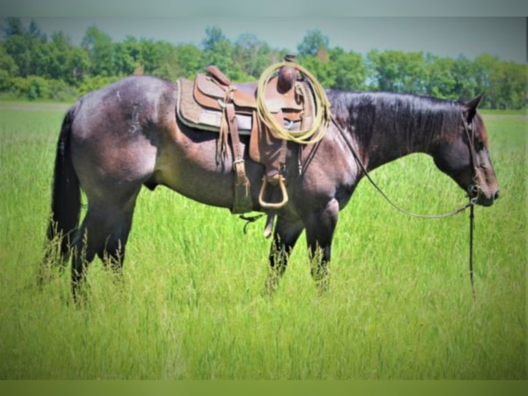 American Quarter Horse Gelding 8 years 15,1 hh Roan-Blue in rUSK tX