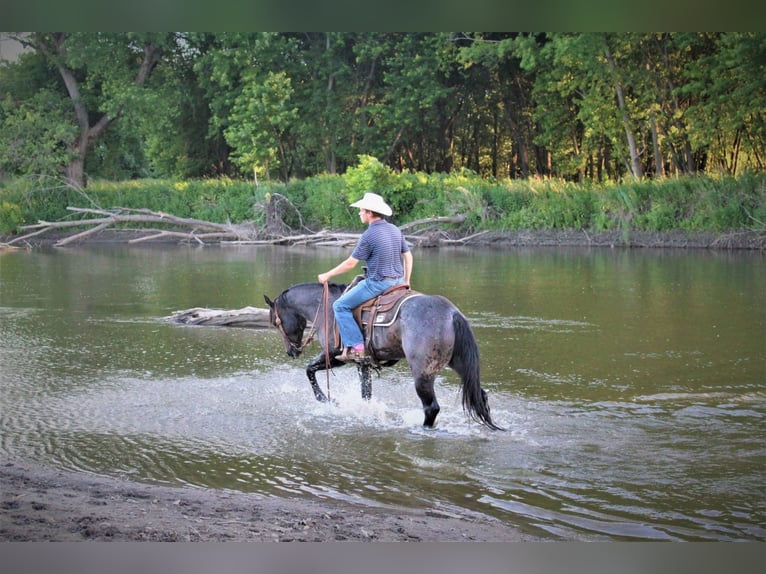 American Quarter Horse Gelding 8 years 15,1 hh Roan-Blue in rUSK tX