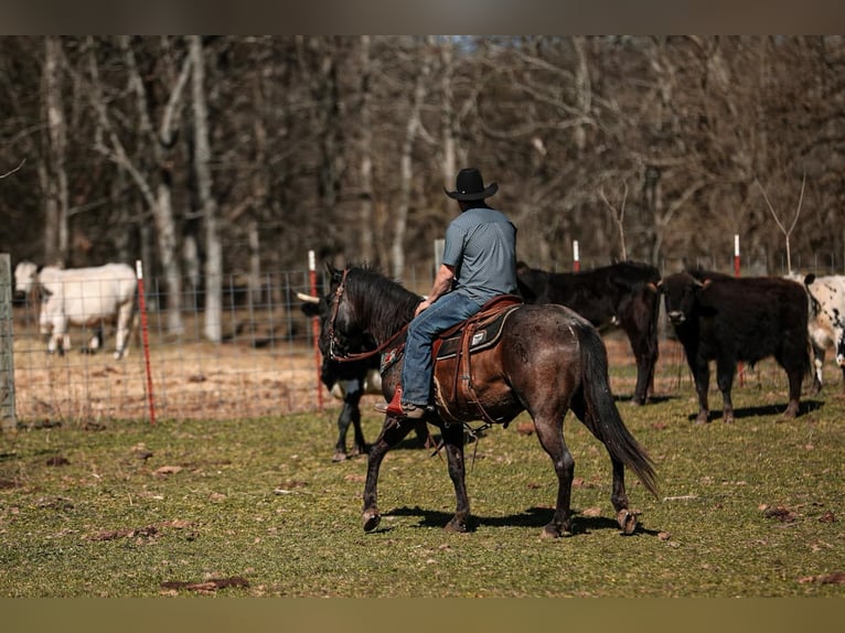 American Quarter Horse Gelding 8 years 15,1 hh Roan-Blue in Santa Fe, TN