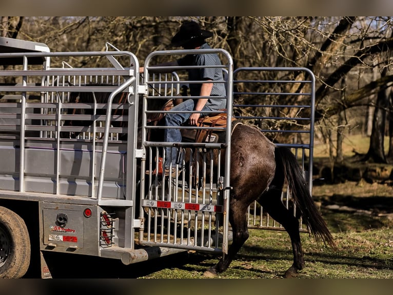 American Quarter Horse Gelding 8 years 15,1 hh Roan-Blue in Santa Fe, TN