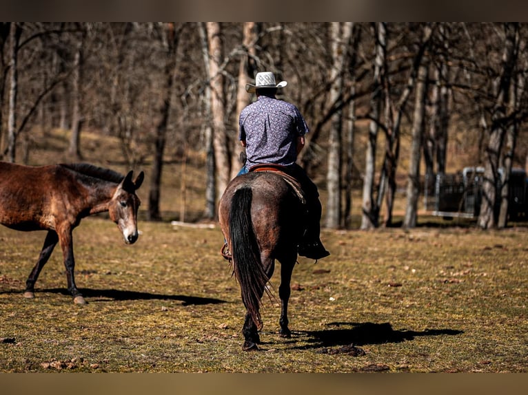 American Quarter Horse Gelding 8 years 15,1 hh Roan-Blue in Santa Fe, TN