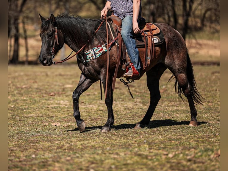 American Quarter Horse Gelding 8 years 15,1 hh Roan-Blue in Santa Fe, TN