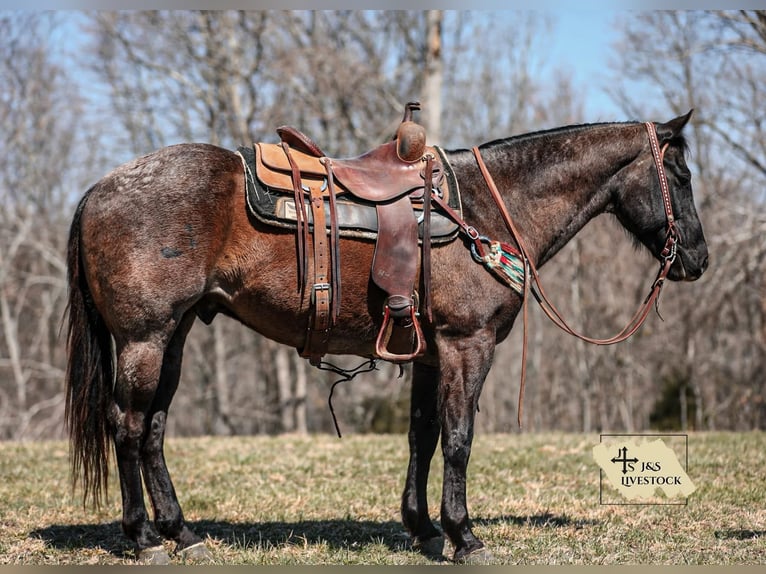 American Quarter Horse Gelding 8 years 15,1 hh Roan-Blue in Santa Fe, TN