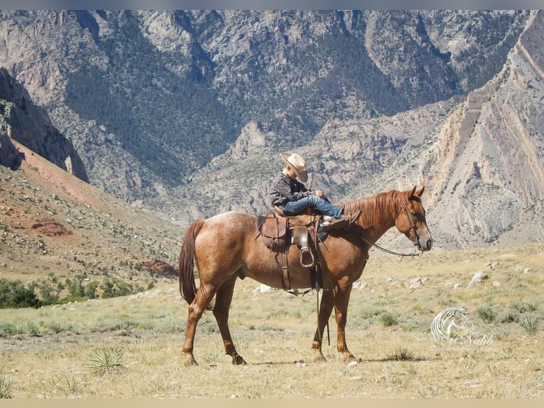 American Quarter Horse Gelding 8 years 15,1 hh Roan-Red in Cody, WY