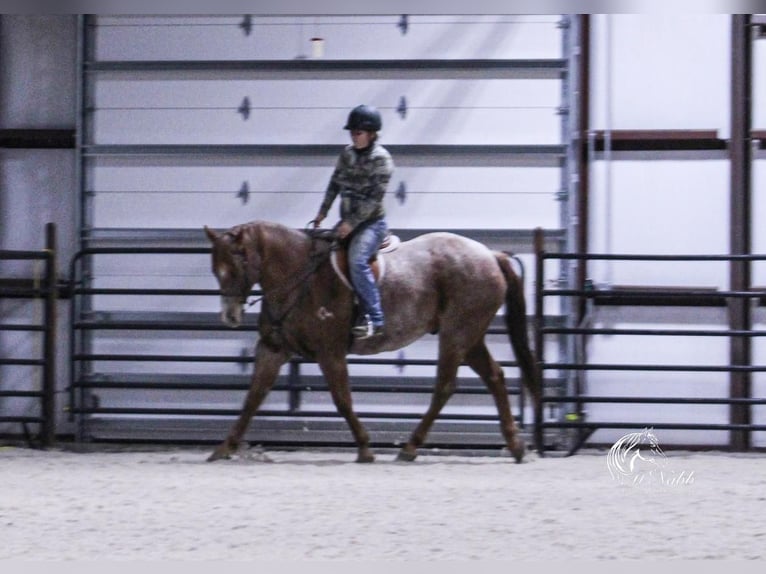 American Quarter Horse Gelding 8 years 15,1 hh Roan-Red in Cody, WY