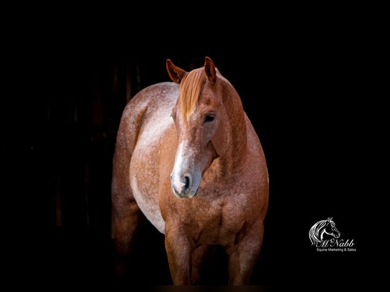 American Quarter Horse Gelding 8 years 15,1 hh Roan-Red in Cody, WY