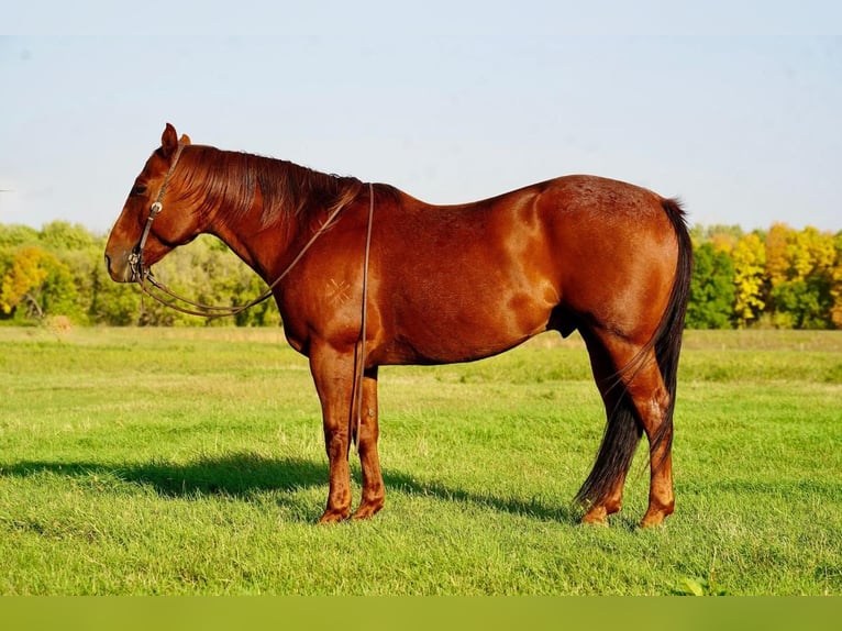 American Quarter Horse Gelding 8 years 15,1 hh Roan-Red in Valley Springs