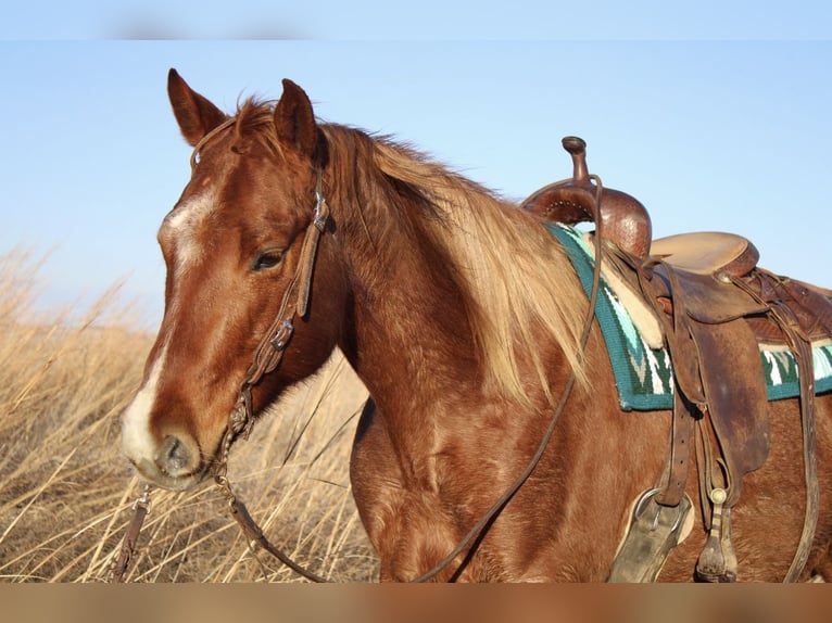 American Quarter Horse Gelding 8 years 15,1 hh Roan-Red in Battle Creek, IA