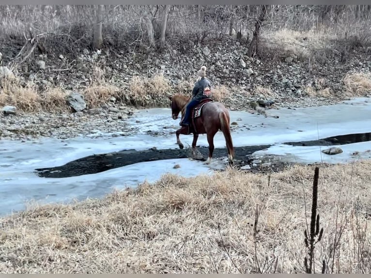 American Quarter Horse Gelding 8 years 15,1 hh Roan-Red in Battle Creek, IA