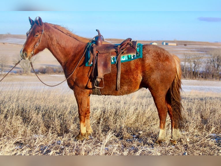 American Quarter Horse Gelding 8 years 15,1 hh Roan-Red in Battle Creek, IA