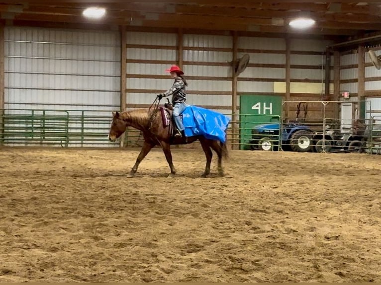 American Quarter Horse Gelding 8 years 15,1 hh Roan-Red in Battle Creek, IA