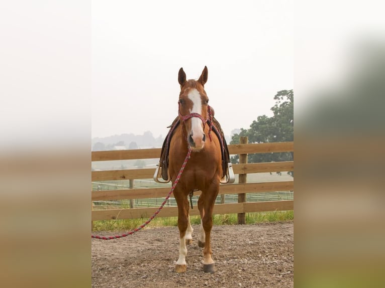 American Quarter Horse Gelding 8 years 15,1 hh Sorrel in Millersburg, OH