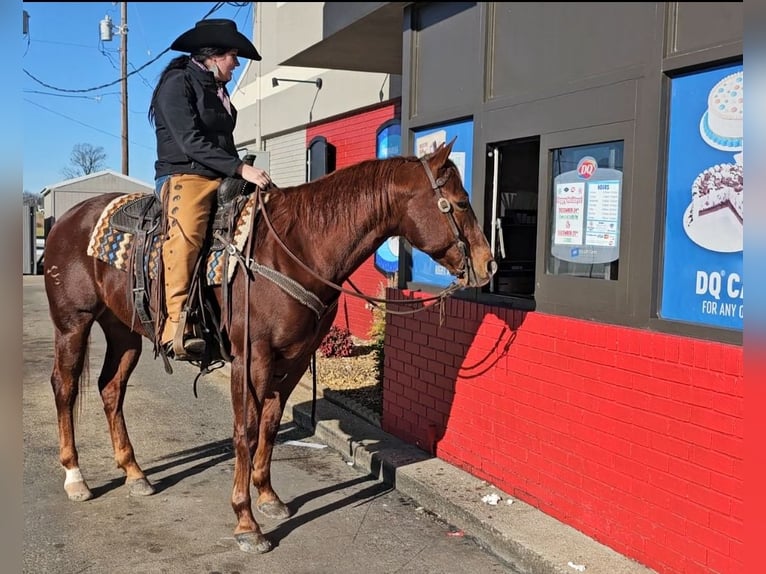 American Quarter Horse Gelding 8 years 15,1 hh Sorrel in Robards, KY