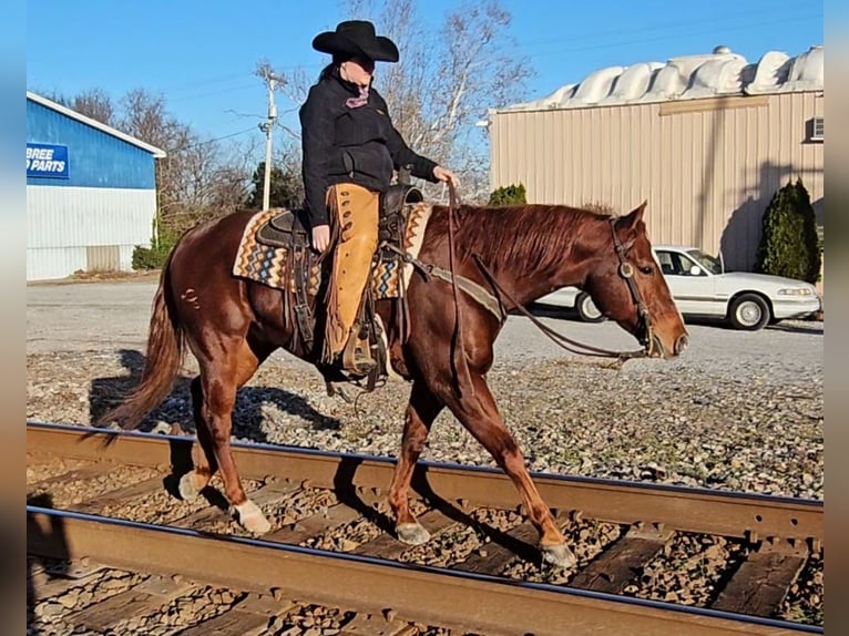 American Quarter Horse Gelding 8 years 15,1 hh Sorrel in Robards, KY