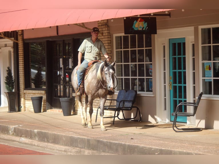 American Quarter Horse Gelding 8 years 15,1 hh Tobiano-all-colors in Rusk TX