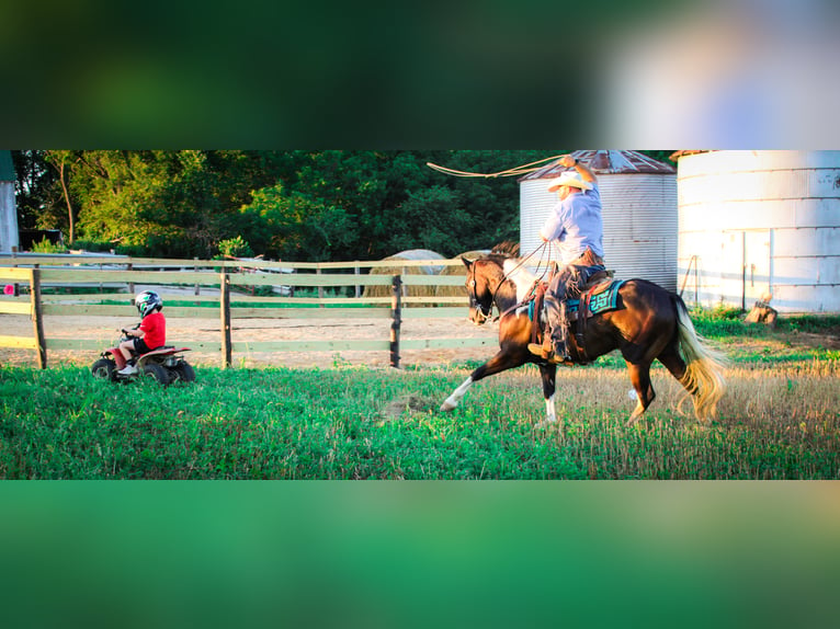 American Quarter Horse Gelding 8 years 15,1 hh Tobiano-all-colors in Charlotte IA