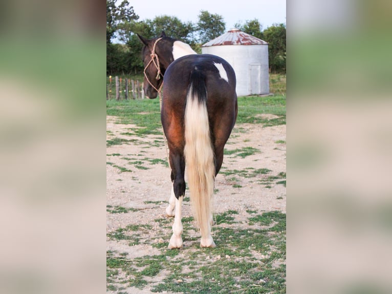 American Quarter Horse Gelding 8 years 15,1 hh Tobiano-all-colors in Charlotte IA