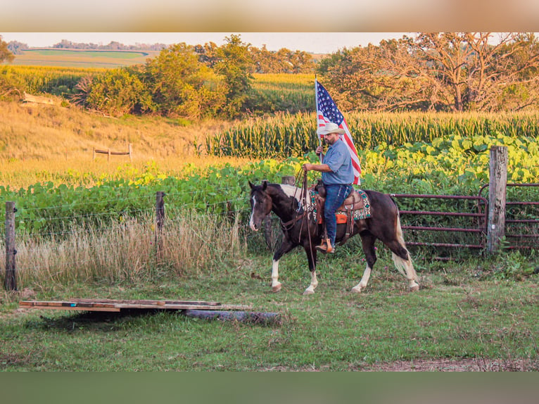 American Quarter Horse Gelding 8 years 15,1 hh Tobiano-all-colors in Charlotte IA