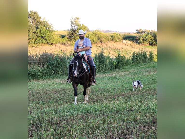 American Quarter Horse Gelding 8 years 15,1 hh Tobiano-all-colors in Charlotte IA