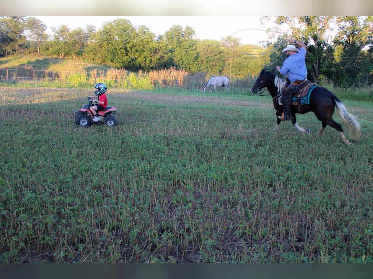 American Quarter Horse Gelding 8 years 15,1 hh Tobiano-all-colors in Charlotte IA