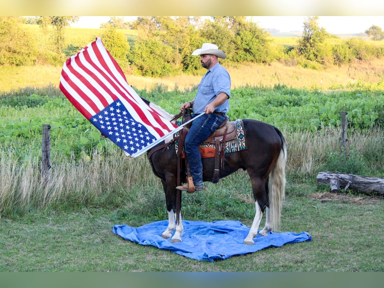 American Quarter Horse Gelding 8 years 15,1 hh Tobiano-all-colors in Charlotte IA