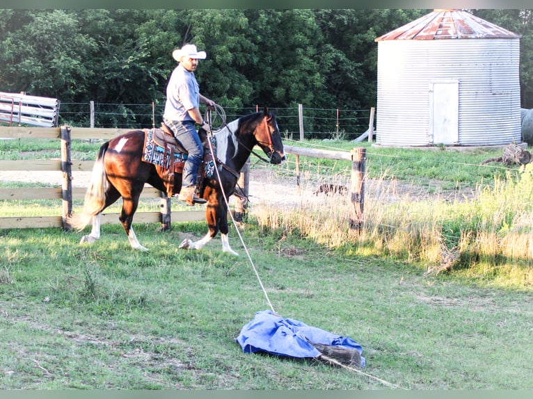 American Quarter Horse Gelding 8 years 15,1 hh Tobiano-all-colors in Charlotte IA