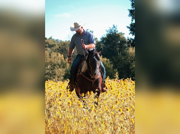 American Quarter Horse Gelding 8 years 15,1 hh Tobiano-all-colors in Charlotte IA