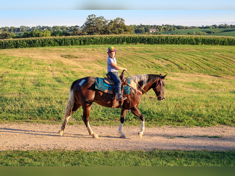 American Quarter Horse Gelding 8 years 15,1 hh Tobiano-all-colors in Charlotte IA