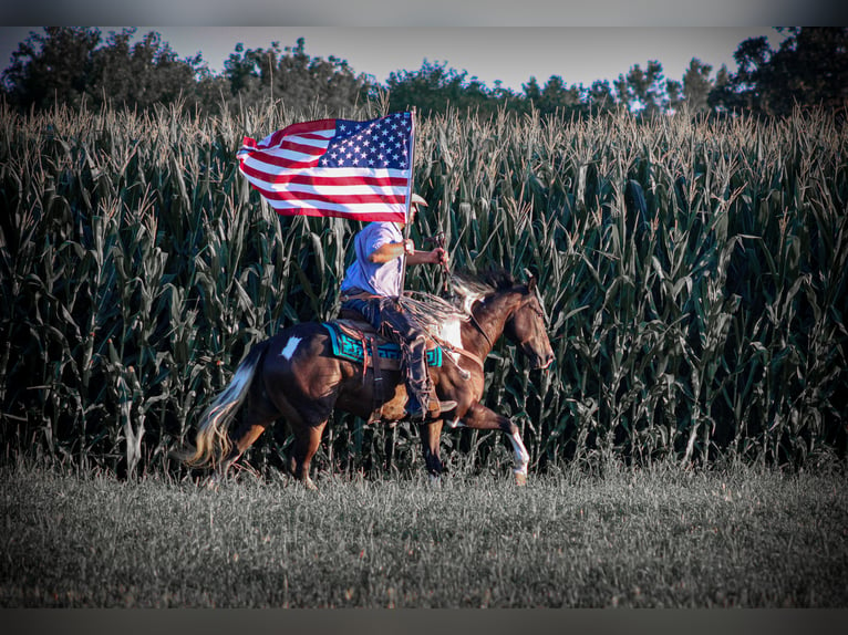 American Quarter Horse Gelding 8 years 15,1 hh Tobiano-all-colors in Charlotte IA