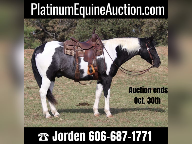 American Quarter Horse Gelding 8 years 15,1 hh Tobiano-all-colors in Cleburne tx