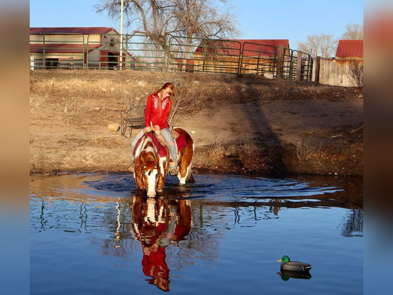 American Quarter Horse Gelding 8 years 15,1 hh Tobiano-all-colors in Fort Collins CO