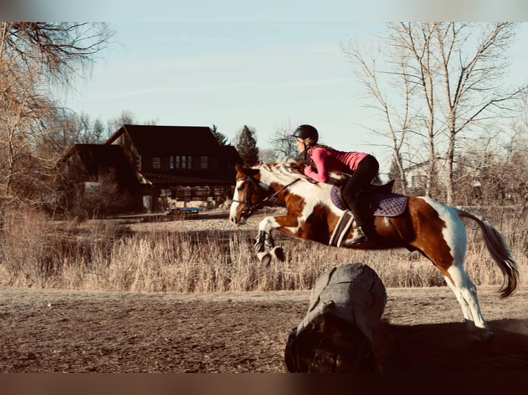 American Quarter Horse Gelding 8 years 15,1 hh Tobiano-all-colors in Fort Collins CO