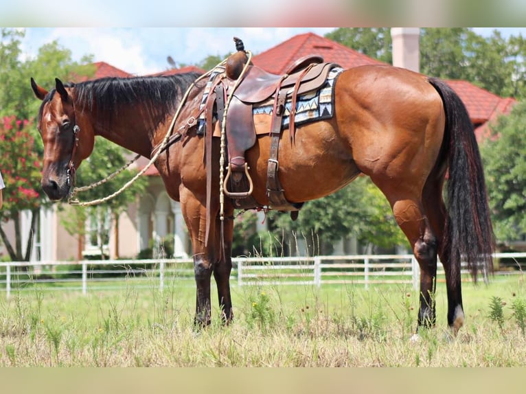 American Quarter Horse Gelding 8 years 15,2 hh Bay in Pilot point TX