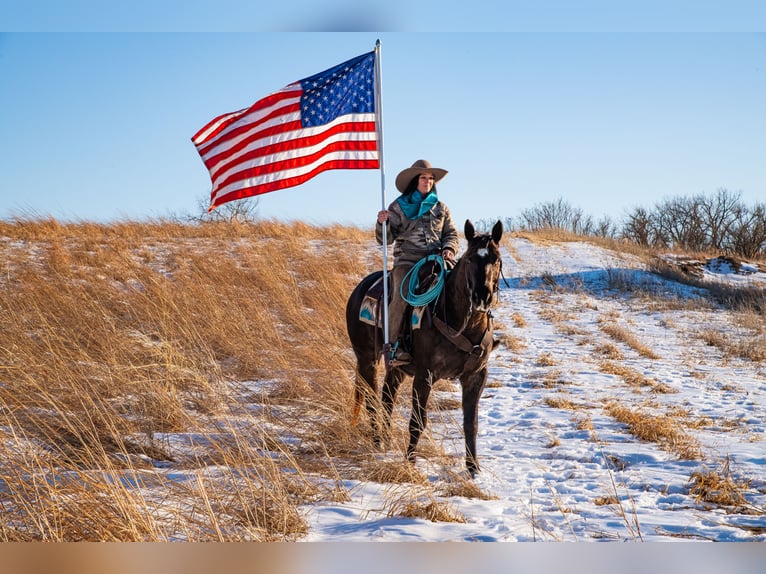 American Quarter Horse Gelding 8 years 15.2 hh Black in Glenwood