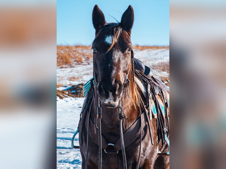 American Quarter Horse Gelding 8 years 15.2 hh Black in Glenwood