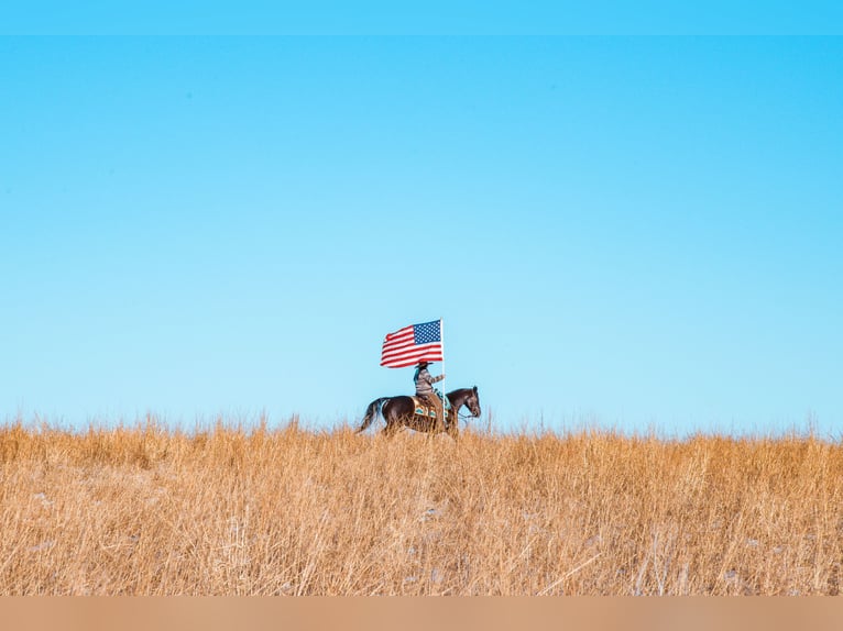 American Quarter Horse Gelding 8 years 15.2 hh Black in Glenwood
