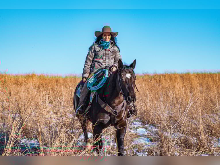 American Quarter Horse Gelding 8 years 15.2 hh Black in Glenwood