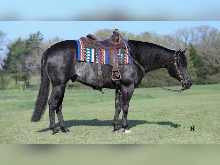 American Quarter Horse Gelding 8 years 15,2 hh Black in Whitesboro