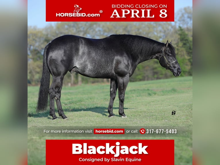 American Quarter Horse Gelding 8 years 15,2 hh Black in Whitesboro