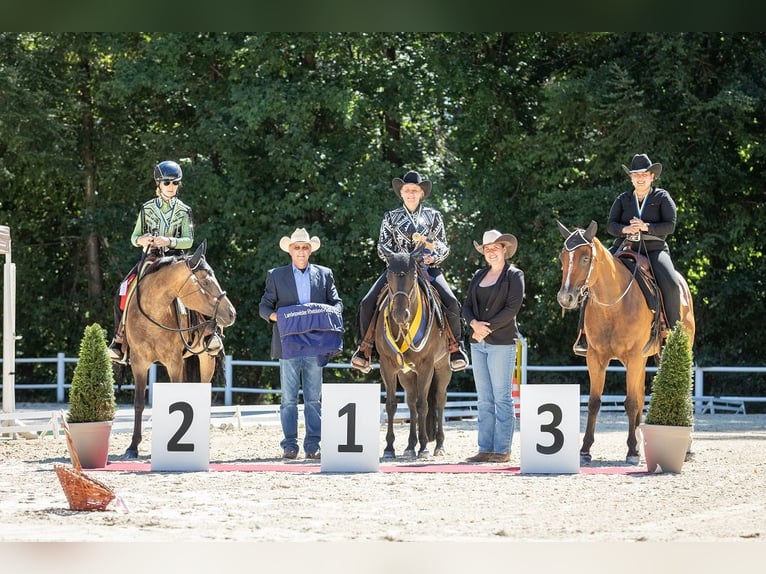 American Quarter Horse Gelding 8 years 15,2 hh Brown in Mönchengladbach