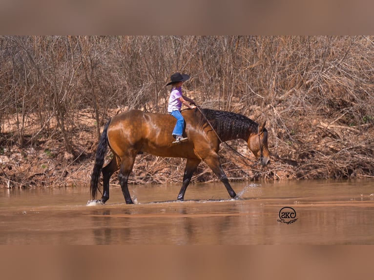 American Quarter Horse Gelding 8 years 15,2 hh Buckskin in Canyon