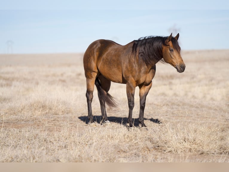 American Quarter Horse Gelding 8 years 15,2 hh Buckskin in Canyon