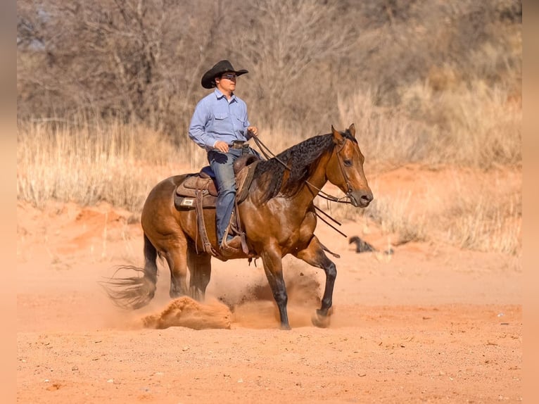 American Quarter Horse Gelding 8 years 15,2 hh Buckskin in Canyon