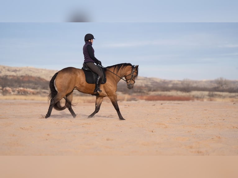 American Quarter Horse Gelding 8 years 15,2 hh Buckskin in Canyon