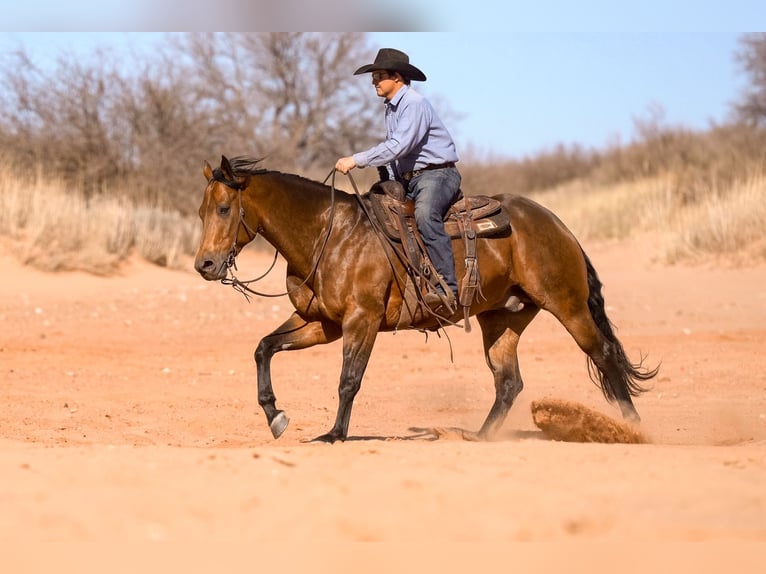 American Quarter Horse Gelding 8 years 15,2 hh Buckskin in Canyon